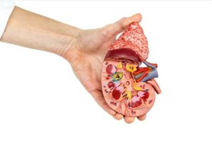 بیماری های کلیوی در سالمندان